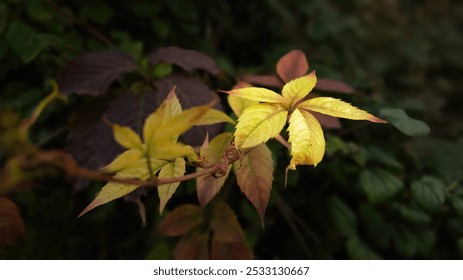 Yellow Maiden grapes close up - Powered by Shutterstock