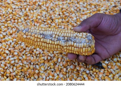 yellow Maize or Corn Ear rot, damage by fungi in human hand closeup and selective focus