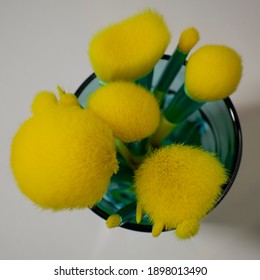 Yellow Makeup Brushes In Teal Glass, View From The Top