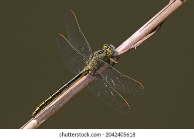 Yellow Male Dragonfly (Gomphus) Sitting On A Stem