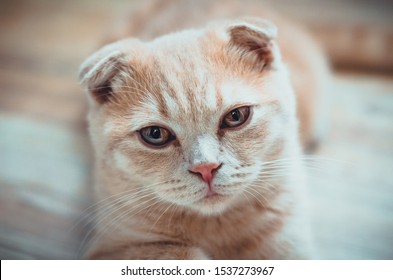 Royalty Free Scottish Fold Cat Stock Images Photos Vectors