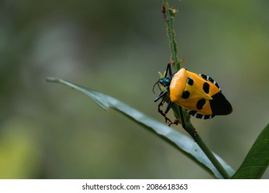Yellow Man-faced Stink Bug, Catacanthus incarnatus - Goa, India - Shutterstock ID 2086618363