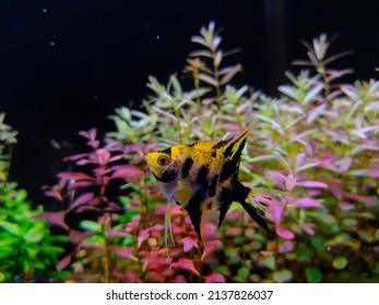 Yellow Manfish In Aquarium. Manfish In Aquascape Freshwater Ecosystem. Yellow Black Manfish Swimming In Aquarium Against Leaves Background.