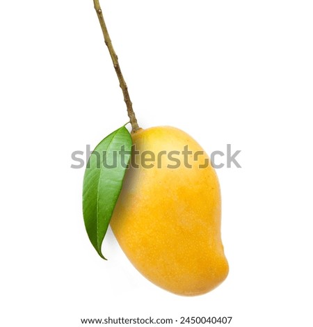 Yellow mango fruit with green leaf and stem isolated white background.