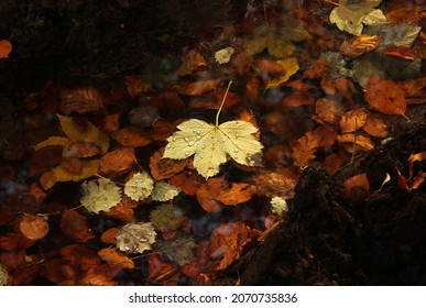 A yellow mapel leaf in a puddle full of fallen autumn leaves. Mapel leaf with many silver water drops on the underside. Yellow mapel leaf floating in the puddle between oak, beech and aspen leaves.