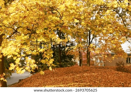Yellow maple foliage with fallen leaf on ground near house. Perfect for autumn season banner, nature background, real estate marketing or seasonal social media content.