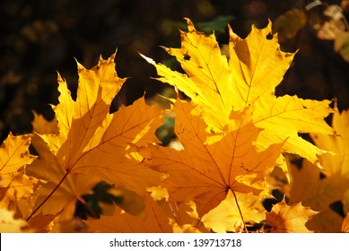 Yellow maple leaf