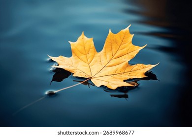 Yellow maple leaf floating on water