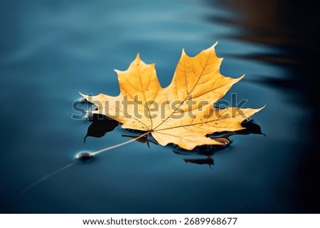 Yellow maple leaf floating on water