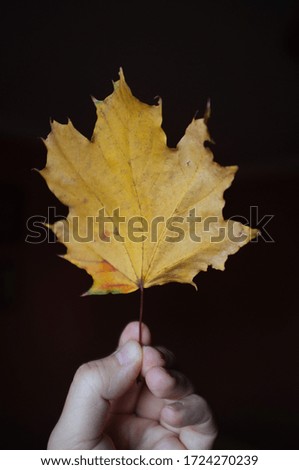 Similar – Image, Stock Photo red autumn leaf is held by hand