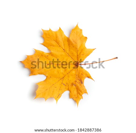 Yellow maple leaf isolated on white background. Autumn leaves, fall leaf silhouette top view
