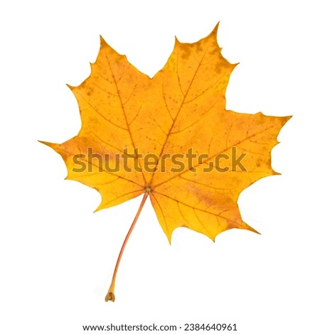 Yellow maple leaf isolated on transparent background. Beautiful autumn leaf.