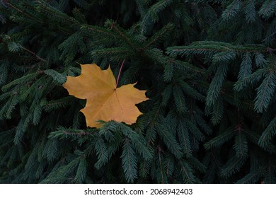 A Yellow Maple Leaf Lies On The Green Branches Of A Fir Tree. Autumn Season. Photography For Design.