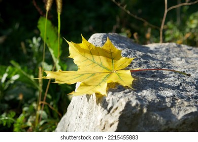 yellow maple leaf is lying on a big rock in the sun