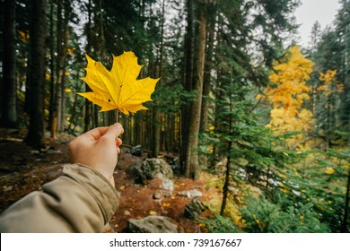 yellow maple leaf in a man hand against a background of autumn forest.