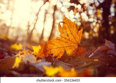 Yellow maple leaf on the ground in autumn sunlight - Powered by Shutterstock