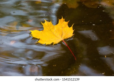 Yellow maple leaf on water surface, autumn background - Powered by Shutterstock