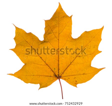 yellow maple leaf on a white background is the most commonly used sun symbol.