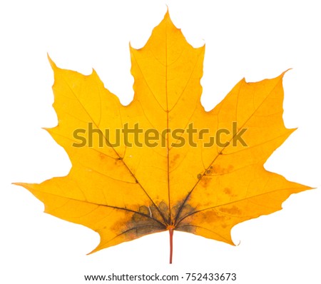 yellow maple leaf on a white background is the most commonly used sun symbol.