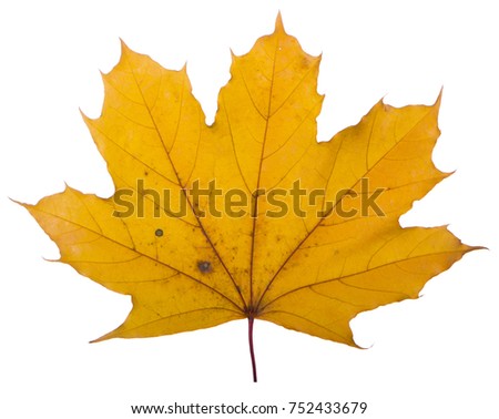 yellow maple leaf on a white background is the most commonly used sun symbol.