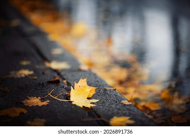 Yellow maple leaves on the asphalt next to a puddle. Abstract autumn background from the fallen maple leaves. Golden autumn. - Powered by Shutterstock