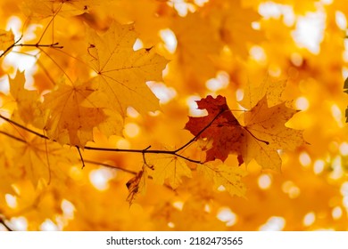 Yellow maple leaves on the branches. Autumn nature background with maple tree leaves