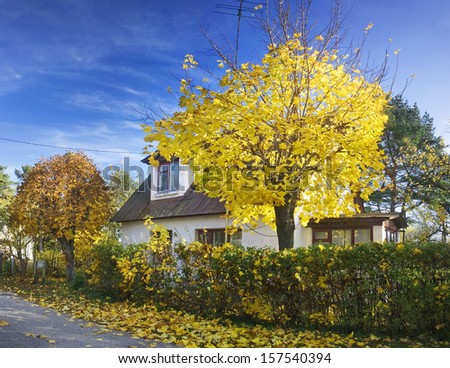 yellow maple tree infront of a house
