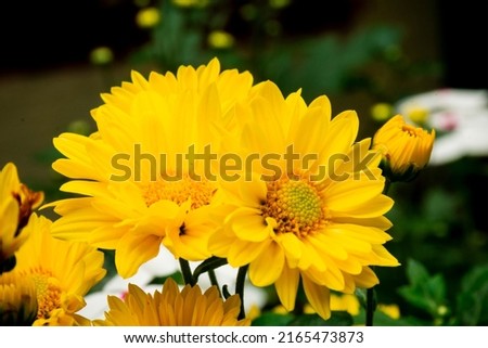  Yellow margarita flower on blurred green background
