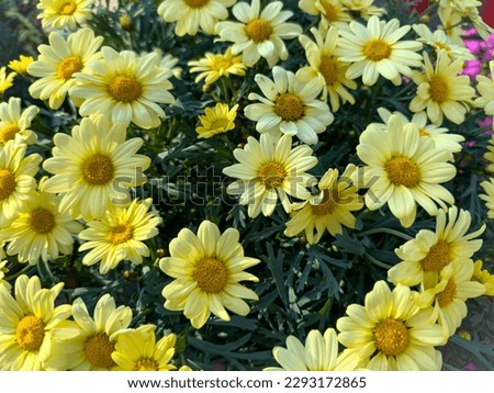 Yellow Margarita flowers in sunny garden, close up