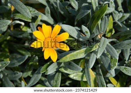 Yellow marguerite fresh blooming flower in a garden outdoors. Beautiful flower in spring