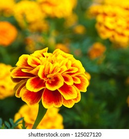 The Yellow Marigold