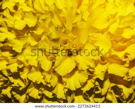 Yellow marigold flower background Floral wallpaper. Marigold flower close up, blurred. 