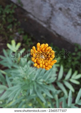 Yellow marigold flower home clicked dew drops morning vibes