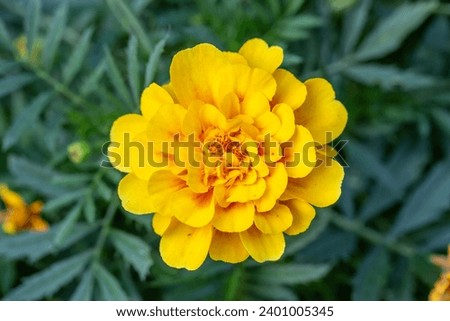 Yellow marigold flowers on a green background on a summer sunny day macro photography. Blooming tagetes flower with yellow petals in summer, close-up photo.