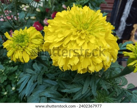 Yellow marigold flowers on a green background on a summer sunny day macro photography. Blooming tagetes flower with yellow petals in summer, close-up photo.
