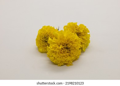 Yellow Marigold Isolated On White Background.