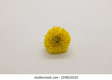 Yellow Marigold Isolated On White Background.