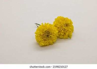 Yellow Marigold Isolated On White Background.