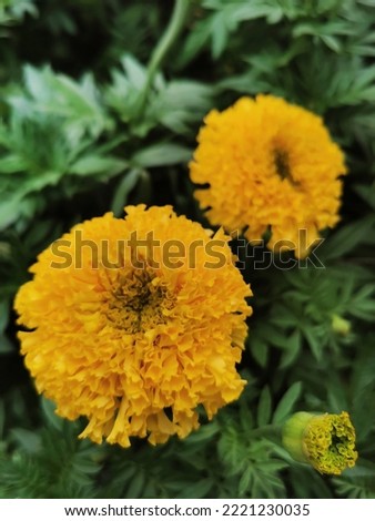 Yellow marigolds are blooming in the garden.Marigold flower field backdrop In an overcast atmosphere,Thailand,selective focus.