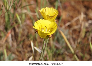 Yellow Mariposa Lilly (Calochortus Luteus), California