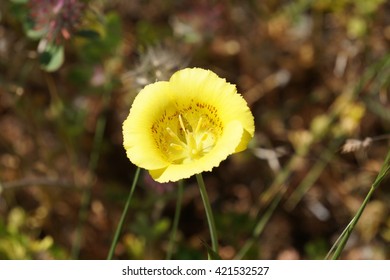 Yellow Mariposa Lilly (Calochortus Luteus), California