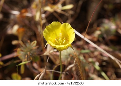 Yellow Mariposa Lilly (Calochortus Luteus), California