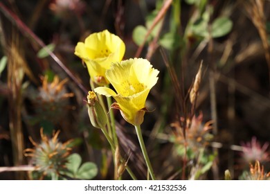 Yellow Mariposa Lilly (Calochortus Luteus), California