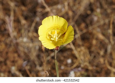 Yellow Mariposa Lilly (Calochortus Luteus), California