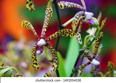 82 Scorpion Orchid Images, Stock Photos & Vectors | Shutterstock