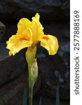 Yellow marsh iris (Iris pseudacorus) blooms against a background of grey rocks. The bright accent of nature combines with the texture of the stony surface, emphasising the beauty of marsh flowers in t