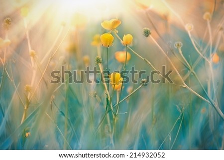 Similar – Foto Bild Gelbe Mohnblüte einer Blumenwiese aus der Froschperspektive