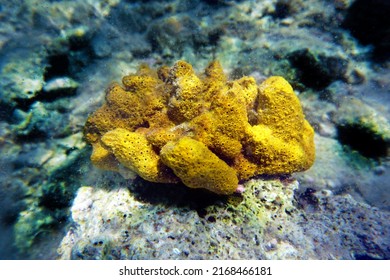 Yellow Mediterranean tube sea sponge, underwater image                 