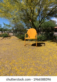 Yellow metal chair in park with carpet of yellow palo verde flowers on the ground in the Arizona desert