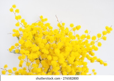 Yellow Mimosa Flowers Of Acacia Dealbata Plant Aka Silver Wattle, Blue Wattle Flower